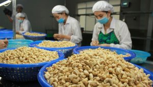 Xuất khẩu n&ocirc;ng sản đạt 37,4 tỷ USD: L&acirc;m sản v&agrave; l&uacute;a gạo "cứu" cả ng&agrave;nh n&ocirc;ng nghiệp