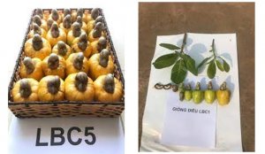 Chọn tạo giống điều c&oacute; năng suất v&agrave; chất lượng cao cho c&aacute;c tỉnh ph&iacute;a nam