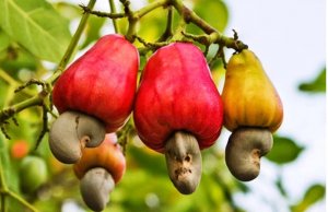 Nhập khẩu điều tăng gần 300%, cao nhất trong 16 năm