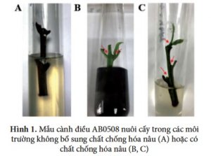Nghi&ecirc;n cứu khả năng nh&acirc;n chồi c&acirc;y điều từ mẫu c&agrave;nh non bằng phương ph&aacute;p nu&ocirc;i cấy m&ocirc;