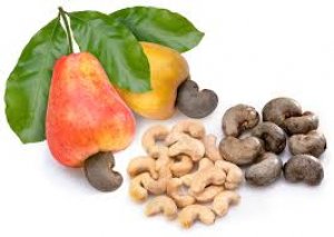 Gi&aacute; điều tăng nhưng năng suất giảm