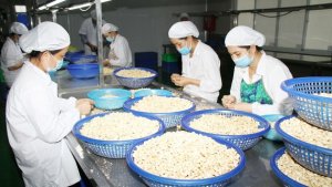 Ng&agrave;nh điều khởi sắc