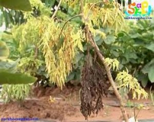 Ph&acirc;n lập, tuyển chọn v&agrave; định danh vi khuẩn Bacillus từ đất trồng đinh lăng c&oacute; hoạt t&iacute;nh đối kh&aacute;ng vi khuẩn Erwinia carotovora g&acirc;y bệnh thối nhũn