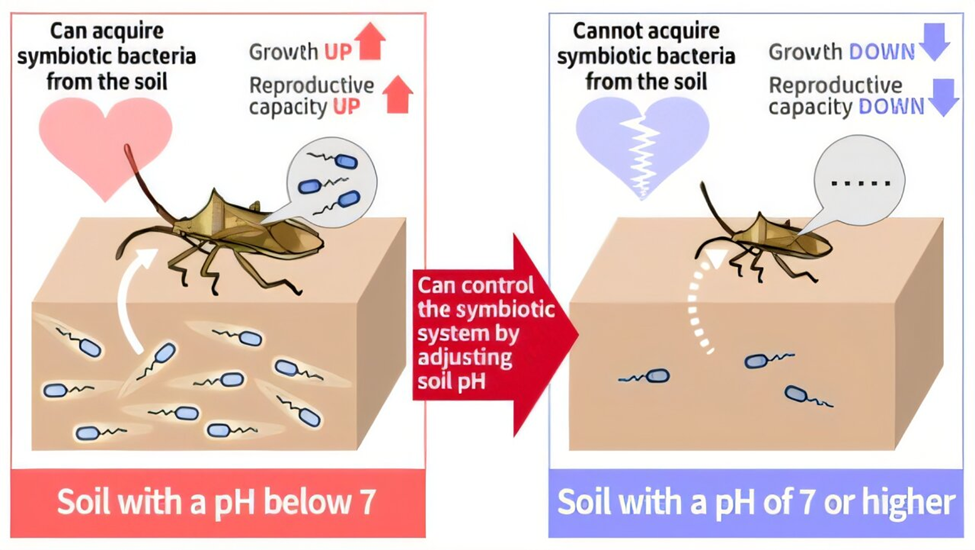 Độ pH của đất quyết định sự b&ugrave;ng ph&aacute;t của bọ x&iacute;t hại l&uacute;a th&ocirc;ng qua việc kiểm so&aacute;t vi khuẩn cộng sinh chủ chốt