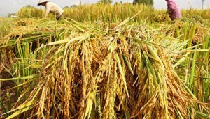 Xuất khẩu gạo đang thuận, Việt Nam vượt Th&aacute;i Lan gi&agrave;nh vị tr&iacute; thứ 2 thế giới