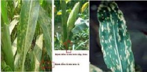 C&aacute;c nh&agrave; nghi&ecirc;n cứu bệnh thực vật h&agrave;ng đầu chống lại bệnh đốm l&aacute; g&acirc;y hại cho ng&ocirc;