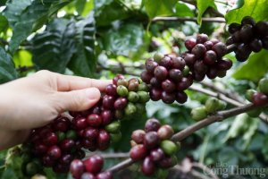 Gi&aacute; c&agrave; ph&ecirc; h&ocirc;m nay, 28/11: Gi&aacute; c&agrave; ph&ecirc; nh&acirc;n x&ocirc; trong nước cao nhất l&agrave; 40.600 đồng/kg