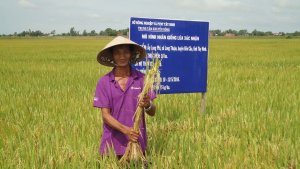 Hội thảo m&ocirc; h&igrave;nh sản xuất thử giống l&uacute;a ĐTM 126 tại x&atilde; Long Thuận &ndash; huyện Bến Cầu tỉnh T&acirc;y Ninh