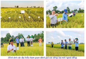 Hội thảo đ&aacute;nh gi&aacute; một số d&ograve;ng l&uacute;a ĐTM triển vọng của Trung t&acirc;m nghi&ecirc;n cứu v&agrave; Ph&aacute;t triển N&ocirc;ng nghiệp Đồng Th&aacute;p Mười  vụ Đ&ocirc;ng Xu&acirc;n 2023-2024