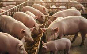 Dự b&aacute;o gi&aacute; heo hơi ng&agrave;y 11/12: Sẽ tiếp tục điều chỉnh