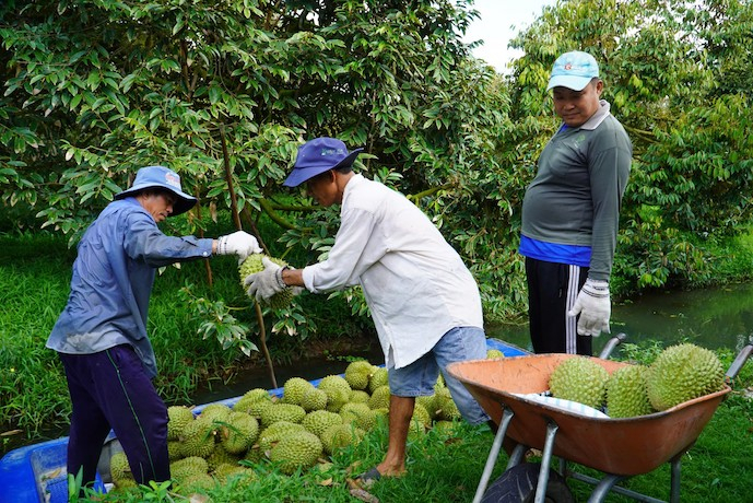 Dự báo giá nông sản muốn chuẩn phải bắt đầu từ thửa ruộng