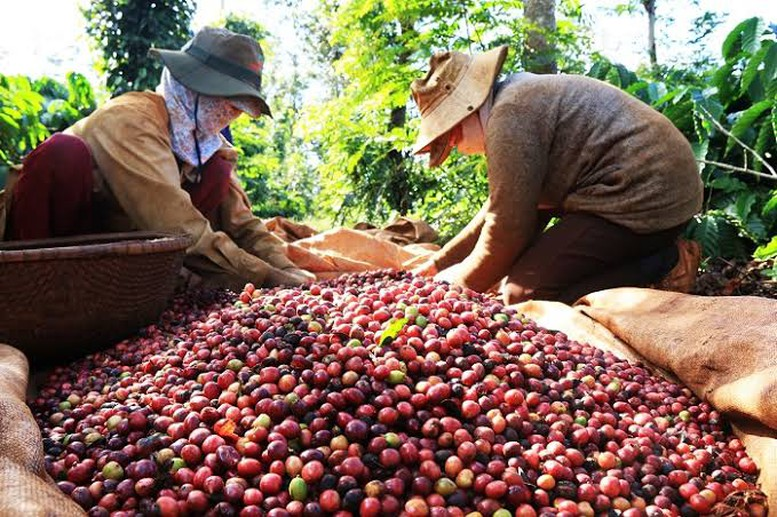 Dữ liệu v&ugrave;ng trồng: 'Hộ chiếu số' để n&ocirc;ng sản Việt vươn tầm quốc tế