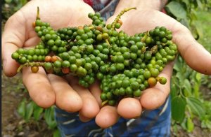 Dự b&aacute;o gi&aacute; ti&ecirc;u ng&agrave;y 9/7/2024: Liệu c&oacute; chạm mốc 160.000 đồng/kg