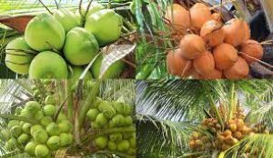 Lưu giữ v&agrave; bảo quản nguồn gen c&acirc;y nguy&ecirc;n liệu dầu v&agrave; c&acirc;y tinh dầu