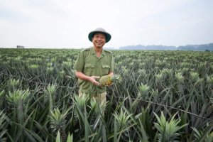 Những b&agrave;i to&aacute;n kh&oacute; cho tr&aacute;i c&acirc;y Việt Nam