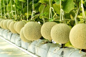 Nh&acirc;n rộng m&ocirc; h&igrave;nh Hợp t&aacute;c x&atilde; kiểu mới hiệu quả tr&ecirc;n cả nước giai đoạn 2021-2025