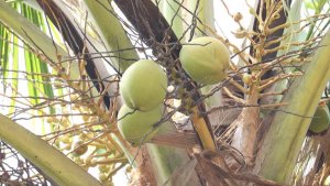 Gi&aacute; dừa đồng loạt tăng vọt tr&ecirc;n to&agrave;n cầu 