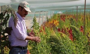 Dubai trồng c&acirc;y si&ecirc;u thực phẩm chịu mặn tr&ecirc;n sa mạc