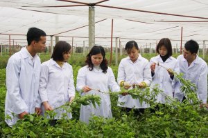 Ng&agrave;nh dược liệu Việt Nam vẫn c&ograve;n những điểm yếu, chưa x&acirc;y dựng được thị trường