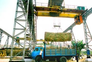 Mở rộng diện t&iacute;ch trồng m&iacute;a ở Brazil c&oacute; thể l&agrave;m giảm ph&aacute;t thải CO2 to&agrave;n cầu