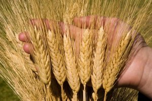 CO2 tăng l&ecirc;n c&oacute; thể th&uacute;c đẩy năng suất l&uacute;a mỳ nhưng chất lượng dinh dưỡng giảm nhẹ