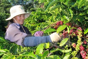 Nhận diện thách thức của ngành cà phê Việt Nam trong thời gian tới