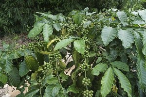 Đo&aacute;n `vận` thị trường c&agrave; ph&ecirc; 