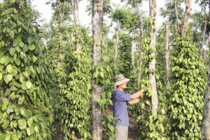 Gi&aacute; ti&ecirc;u h&ocirc;m nay 16/12: Dứt đ&agrave; giảm, thị trường c&oacute; chuyển biến t&iacute;ch cực