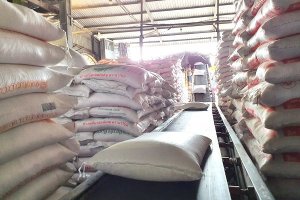 Diện t&iacute;ch gieo sạ giảm 20%, gi&aacute; l&uacute;a cấp thấp vượt mặt l&uacute;a chất lượng cao th&agrave;nh chuyện... b&igrave;nh thường 
