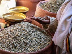 60% c&aacute;c lo&agrave;i c&agrave; ph&ecirc; hoang d&atilde; đang bị đe dọa tuyệt chủng