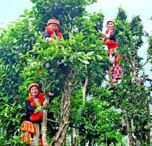Lịch sử Tr&agrave; Việt Nam