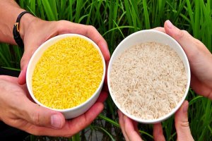 Thời của l&uacute;a gạo biến đổi gen