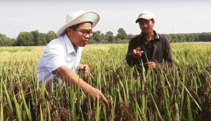 Chọn giống gạo m&agrave;u cho v&ugrave;ng Đ&ocirc;ng Nam Bộ