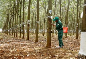 Trung Quốc mở cửa trở lại, v&igrave; sao gi&aacute; cao su xuất khẩu vẫn li&ecirc;n tục giảm? 