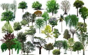 Danh mục lớn nhất về c&aacute;c lo&agrave;i thực vật