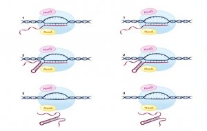 Nghi&ecirc;n cứu m&ocirc; tả cơ chế mới chấm dứt phi&ecirc;n m&atilde; DNA th&agrave;nh RNA ở vi khuẩn