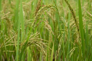 Kh&aacute;m ph&aacute; gene kh&aacute;ng bệnh đạo &ocirc;n tr&ecirc;n l&uacute;a v&agrave; l&uacute;a m&igrave;