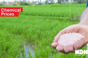 Gi&aacute; ure, kali trong nước giảm
