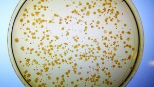 Enzyme t&ocirc;̉ng hợp có chức năng c&oacute; thể làm ch&acirc;́t xúc tác cho sự s&ocirc;́ng nh&acirc;n tạo