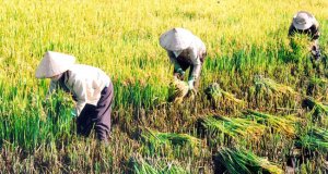 Gi&aacute; l&uacute;a th&aacute;ng 9 tăng nhẹ do nhu cầu nhập tăng từ Bangladesh, Philippines