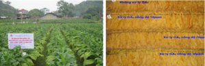 Nghi&ecirc;n cứu ứng dụng chế phẩm GA3 nhằm n&acirc;ng cao năng suất chất lượng thuốc l&aacute; v&agrave;ng sấy 