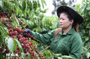 C&agrave; ph&ecirc; trong nước v&agrave; thế giới "ng&oacute;ng tr&ocirc;ng" t&iacute;n hiệu m&ugrave;a vụ