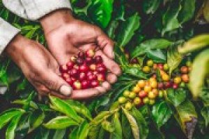 ICO: Gi&aacute; c&agrave; ph&ecirc; robusta tăng mạnh, thu hẹp khoảng c&aacute;ch với arabica