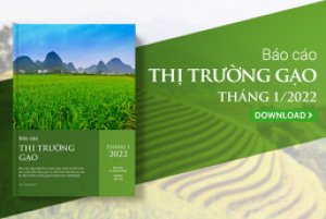 [B&aacute;o c&aacute;o] Thị trường gạo th&aacute;ng 2/2022: Kỳ vọng xuất khẩu tăng nhờ thu hoạch rộ vụ l&uacute;a Đ&ocirc;ng Xu&acirc;n