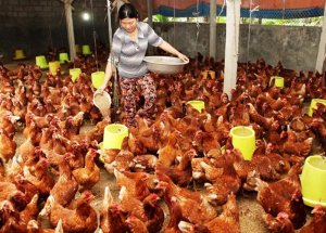 Xuất khẩu sản phẩm chăn nu&ocirc;i: Cơ hội lớn từ thị trường Trung Quốc