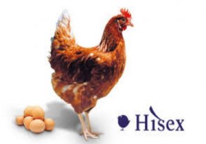 Ảnh hưởng của bổ sung vi kho&aacute;ng mangan v&agrave; kẽm v&agrave;o khẩu phần l&ecirc;n năng suất v&agrave; chất lượng trứng g&agrave; Hisex Brown
