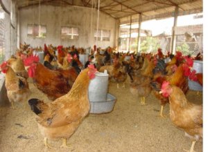 Ảnh hưởng c&aacute;c yếu tố m&ocirc;i trường chuồng nu&ocirc;i l&ecirc;n sinh trưởng của g&agrave; thịt