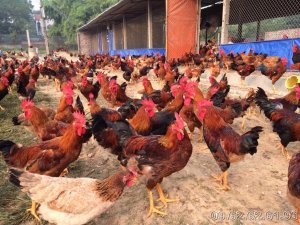 Nghi&ecirc;n cứu x&acirc;y dựng quy tr&igrave;nh chế thử chế phẩm oligochitosan cắt mạch bằng bức xạ gamma để ứng dụng ph&ograve;ng bệnh v&agrave; tăng trọng cho g&agrave; 