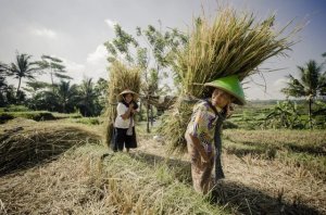 Kh&ocirc;ng k&eacute;m dầu hay kh&iacute; đốt, loại lương thực quan trọng số một thế giới n&agrave;y cũng đang nằm giữa v&ograve;ng xo&aacute;y tăng gi&aacute; 