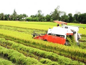 C&aacute;ch n&agrave;o để ph&aacute;t triển th&agrave;nh c&ocirc;ng một triệu h&eacute;c ta l&uacute;a chất lượng cao?